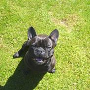 Fransk bulldog Buster