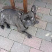 Fransk bulldog Buster