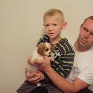 Cavalier king charles spaniel Bailey