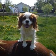 Cavalier king charles spaniel Fie