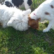 Cavalier king charles spaniel Fie
