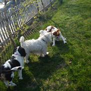 Cavalier king charles spaniel Fie