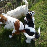 Cavalier king charles spaniel Fie