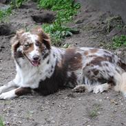 Australian shepherd Trishablue Deedee