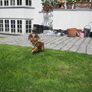 Chihuahua baloo