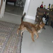 Chihuahua baloo