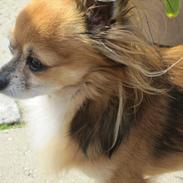 Chihuahua baloo