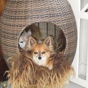 Chihuahua baloo