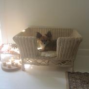 Chihuahua baloo