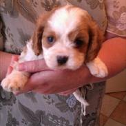 Cavalier king charles spaniel Bailey