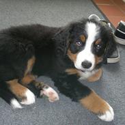 Berner sennenhund Bella