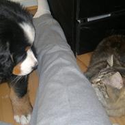 Berner sennenhund Bella