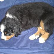 Berner sennenhund Bella