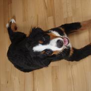 Berner sennenhund Bella
