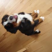 Berner sennenhund Bella
