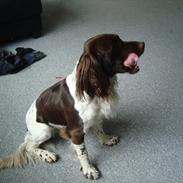 Engelsk springer spaniel Loke