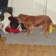 Engelsk springer spaniel Loke