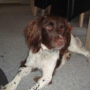 Engelsk springer spaniel Loke