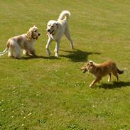 Shetland sheepdog Nigel