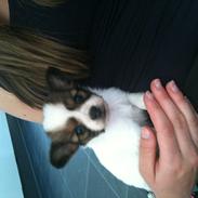 Papillon Magnus