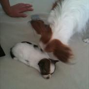 Papillon Magnus