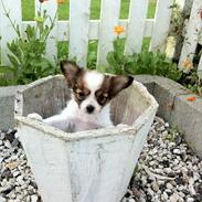 Papillon Magnus