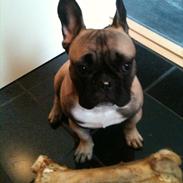 Fransk bulldog Tayson