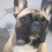 Fransk bulldog Tayson