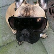 Fransk bulldog Tayson