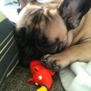 Fransk bulldog Tayson