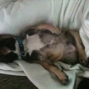 Fransk bulldog Tayson