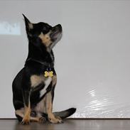 Chihuahua Rex