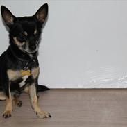 Chihuahua Rex
