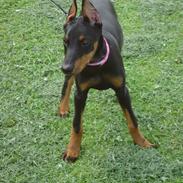 Dobermann Enzo