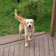 Golden retriever Echo