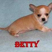 Chihuahua Betty girl