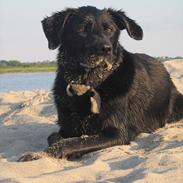 Labrador retriever Molly