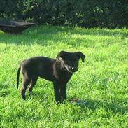 Labrador retriever Molly