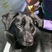 Labrador retriever Molly