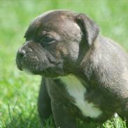 Staffordshire bull terrier Kato