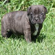 Staffordshire bull terrier Kato