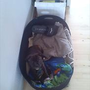 Staffordshire bull terrier Kato