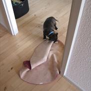 Staffordshire bull terrier Kato