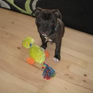 Staffordshire bull terrier Kato