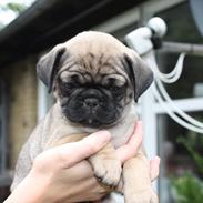 Mops Henry