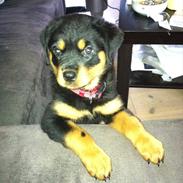 Rottweiler Lucky-lights Egone ( Punto )