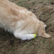 Golden retriever Baloo