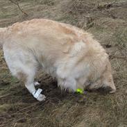 Golden retriever Baloo