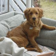 Nova scotia duck tolling retriever Bastian