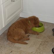 Nova scotia duck tolling retriever Bastian
